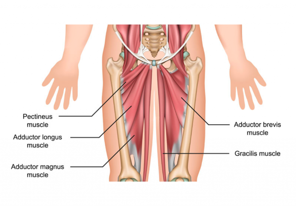 Muscles targeted during an adductor stretch