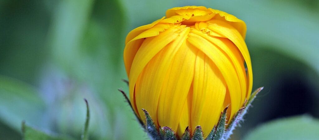 Yellow flower bud preparing to bloom like the belly in abdominal msucle separation in pregnancy